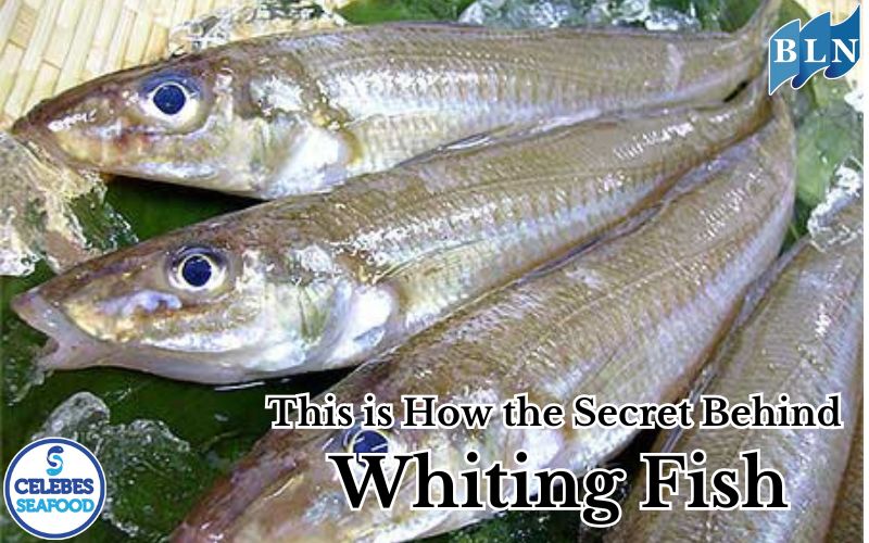 This is How the Secret Behind Whiting Fish